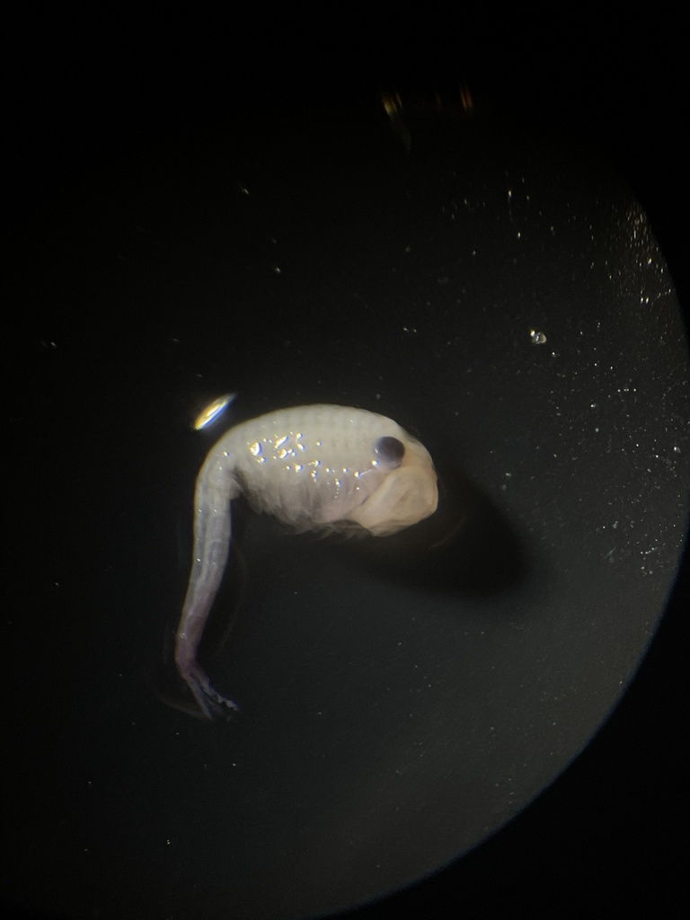 Eastern Fairy Shrimp