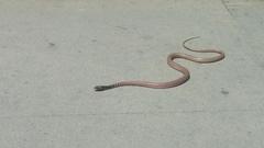 Masticophis flagellum piceus