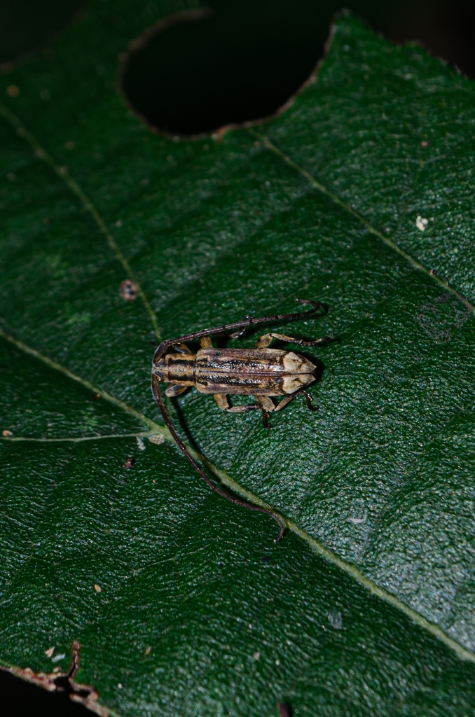 Rosalba alboapicalis