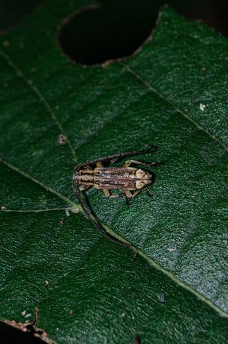 Rosalba alboapicalis