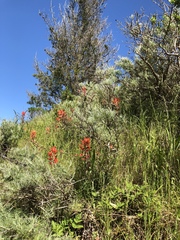 Castilleja subinclusa