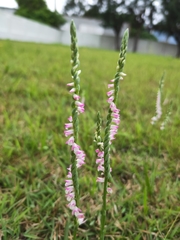Spiranthes sinensis