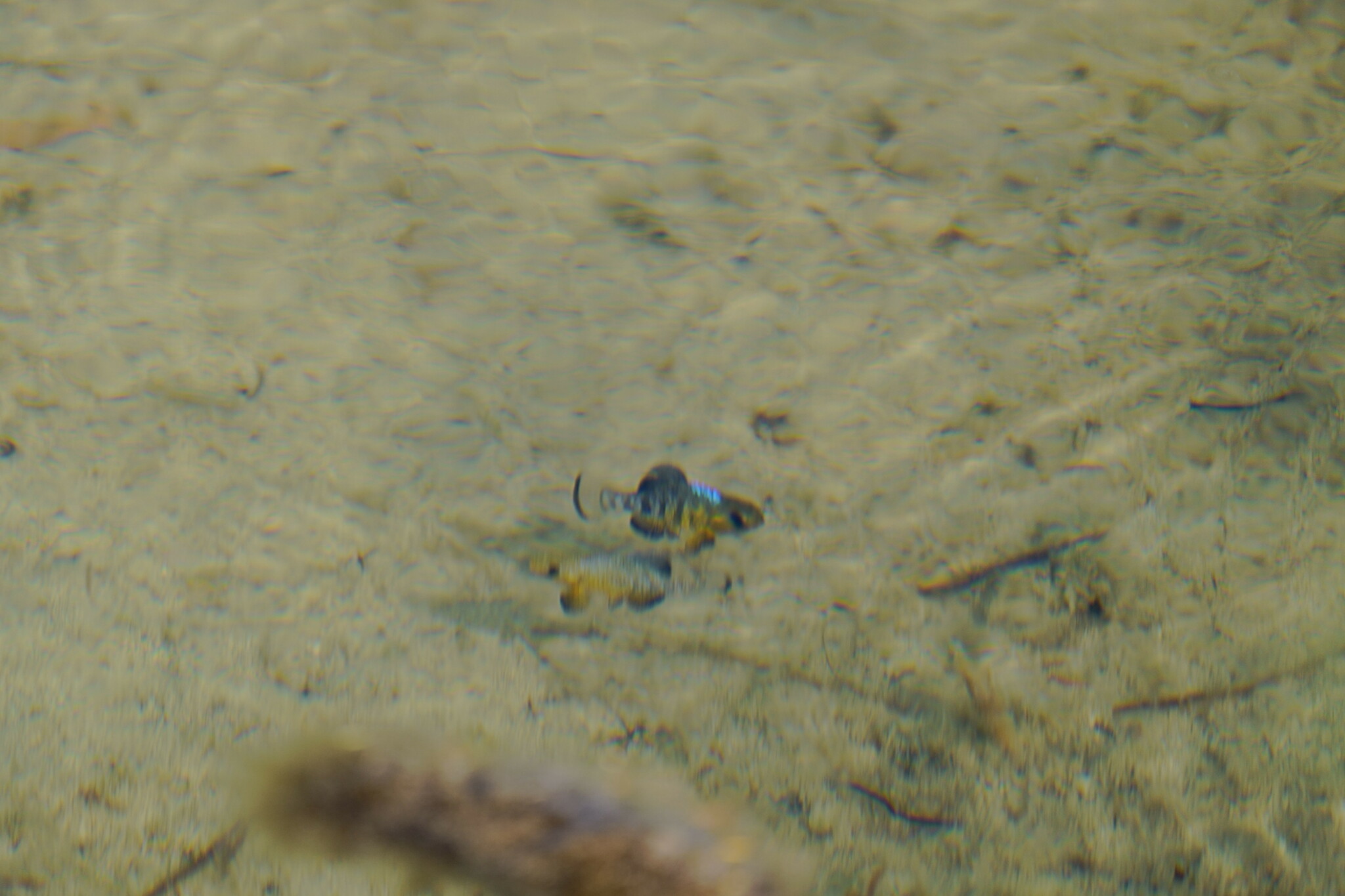 San Ignacio Pupfish photo 7