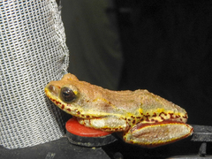 Hyperolius marginatus