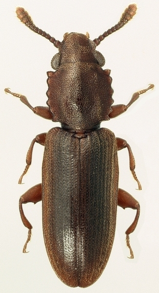 Nausibius