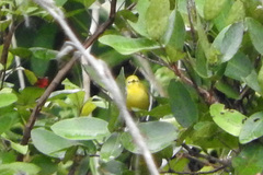 Zosterops anderssoni