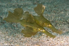 Solenostomus cyanopterus