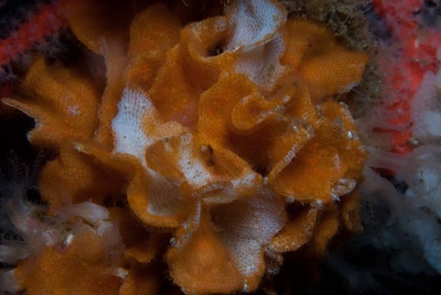 Orange Moss-Animal Nudibranch
