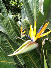 Strelitzia reginae reginae
