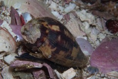 Conus algoensis