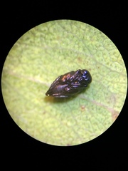 Psyllaephagus bliteus