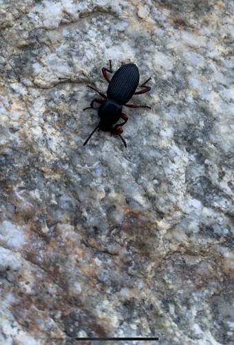 iNaturalist observation photo of Argoporis