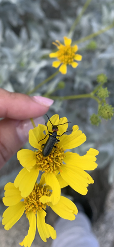 iNaturalist observation photo of Red-eared Blister Beetle