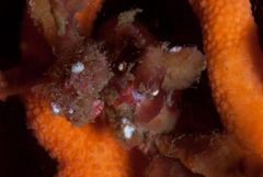 Achaeopsis spinulosa