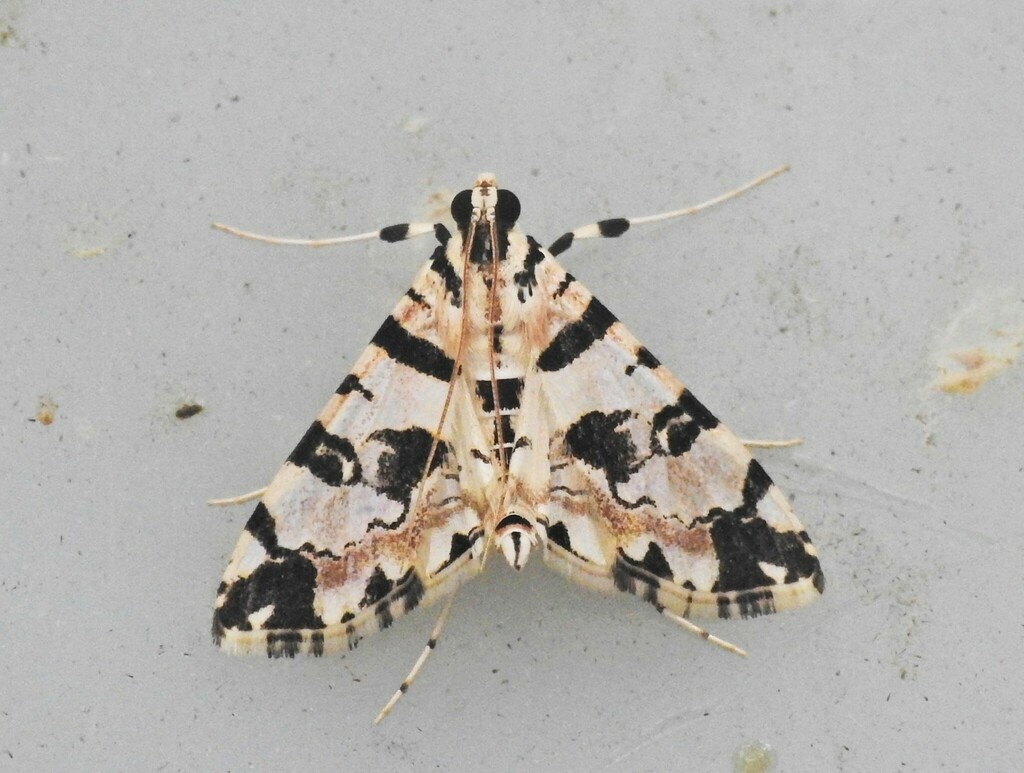 Blush Conchylodes Moth