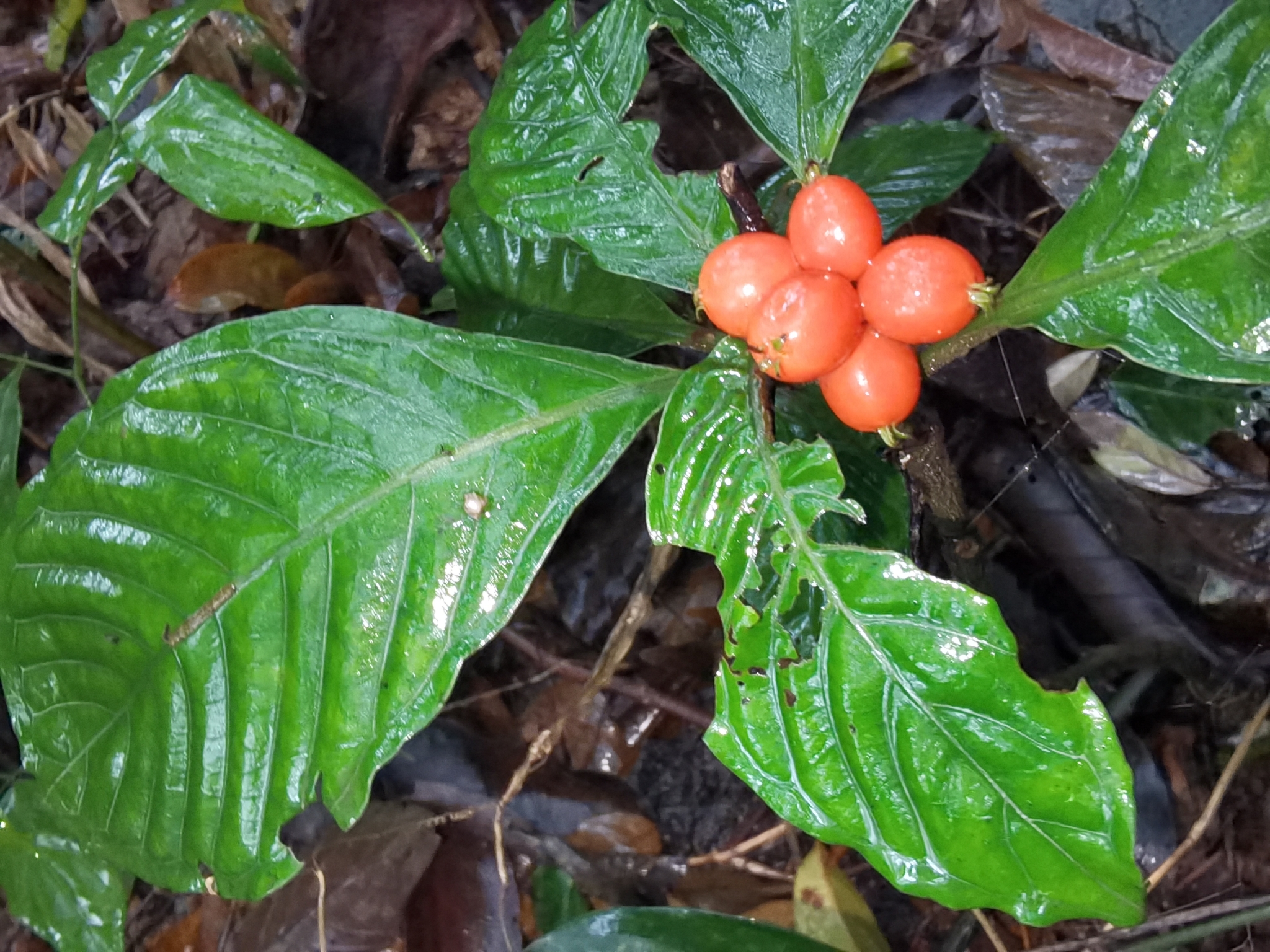 Psychotria baviensis (Psychotria baviensis)