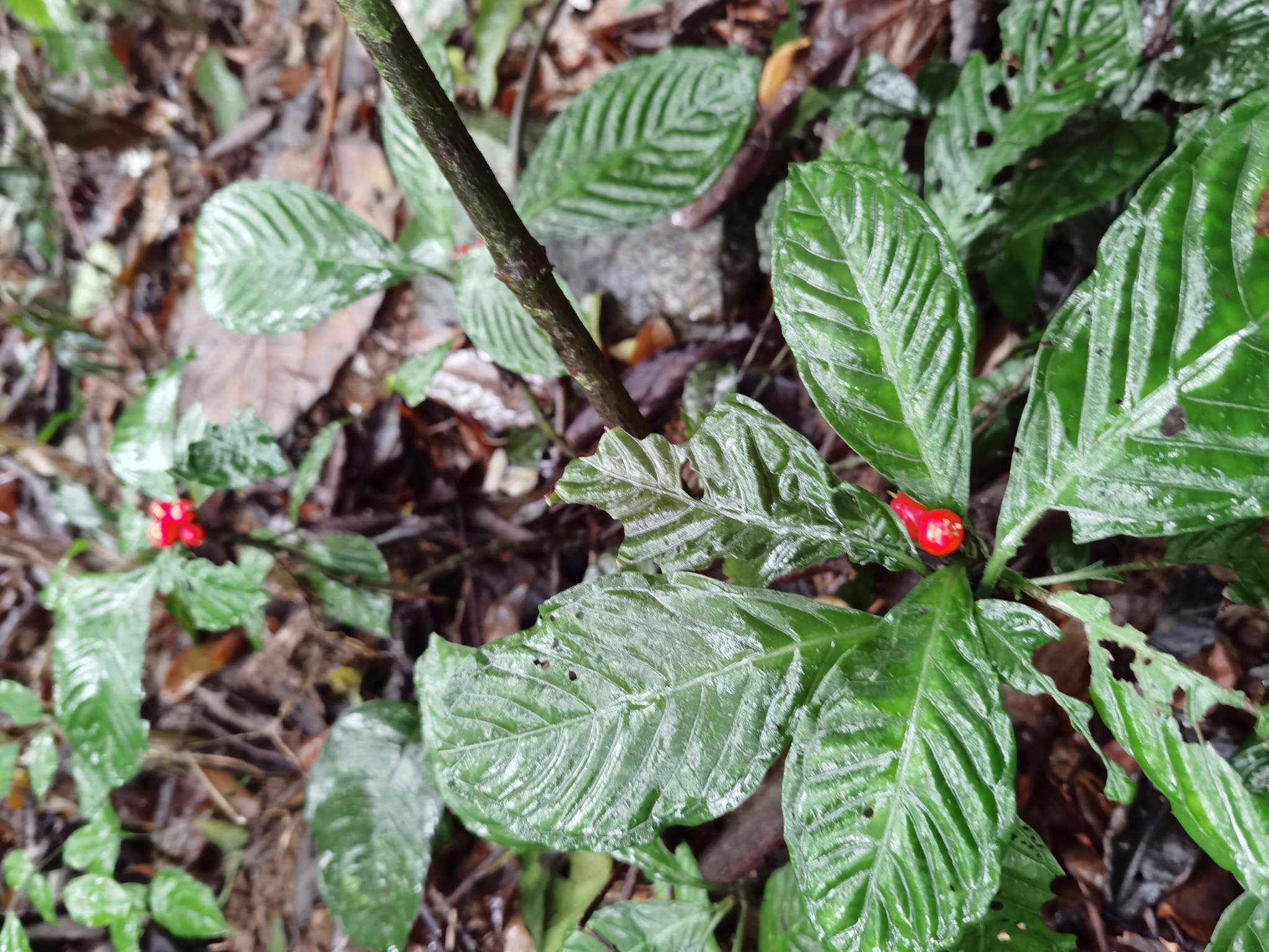 Psychotria baviensis — ảnh 2