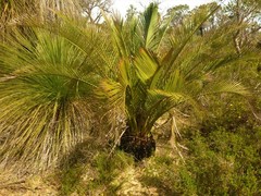Macrozamia fraseri