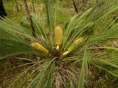 Macrozamia fraseri