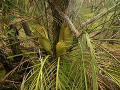 Macrozamia fraseri