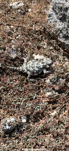 iNaturalist observation photo of Desert Horned Lizard