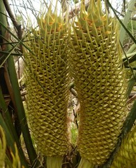 Macrozamia fraseri