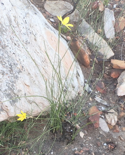 Image of Bobartia aphylla by (c) Nicola van Berkel, some rights reserved (CC BY-SA)