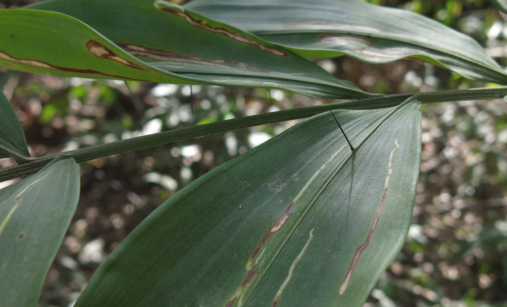 Desmoncus leptoclonos
