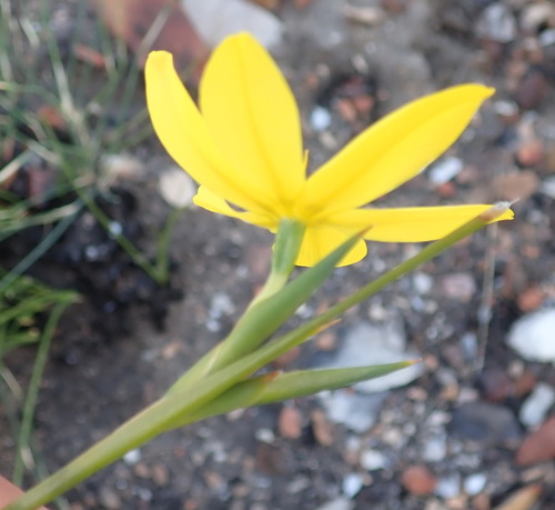 Image of Bobartia aphylla by (c) Nicola van Berkel, some rights reserved (CC BY-SA)