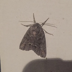 Lepidoptera