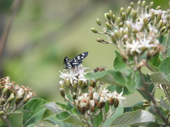 Abantis zambesiaca