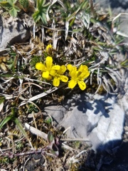 Draba aizoides