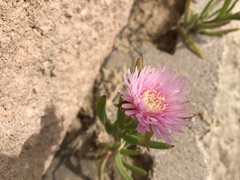 Lampranthus spectabilis