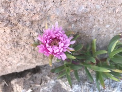Lampranthus spectabilis