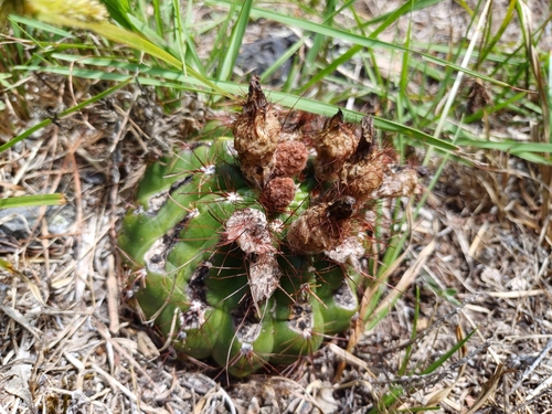 Parodia ottonis