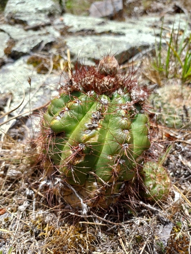 Parodia ottonis