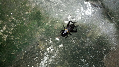Gryllinae