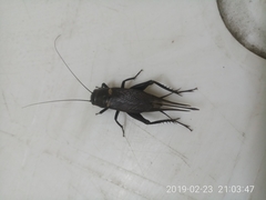 Gryllinae