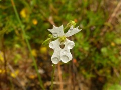Stylidium androsaceum