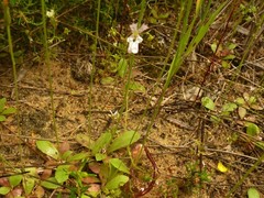 Stylidium androsaceum