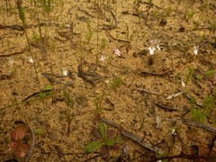 Stylidium androsaceum