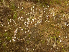 Stylidium androsaceum