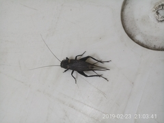 Gryllinae