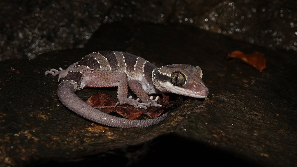 Langkawi Island Bent-Toed Gecko