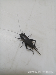 Gryllinae