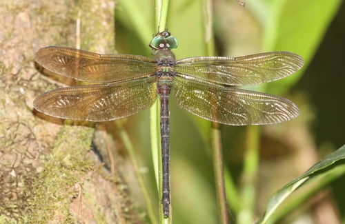 Heliaeschna sembe