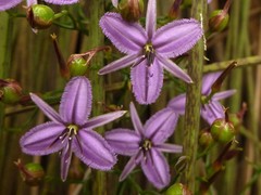 Thysanotus manglesianus