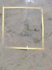 Zostera muelleri