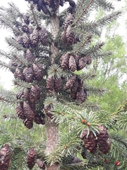 Picea omorika