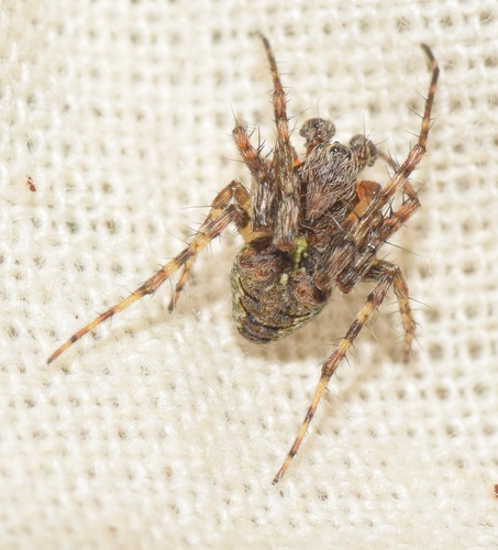 Humped orbweb spider, Egmond aan Zee, Nederland, photo 7 of 10